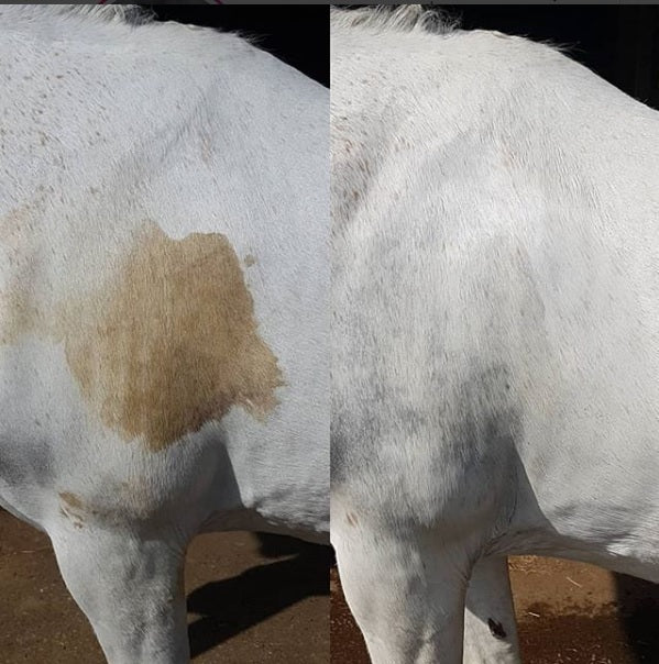 Smart Grooming Polar White