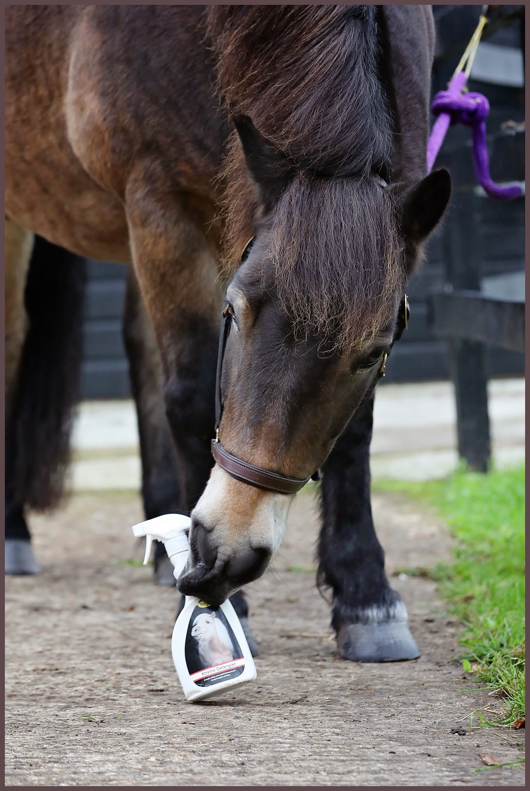 Smart Grooming Xtreme Detangler