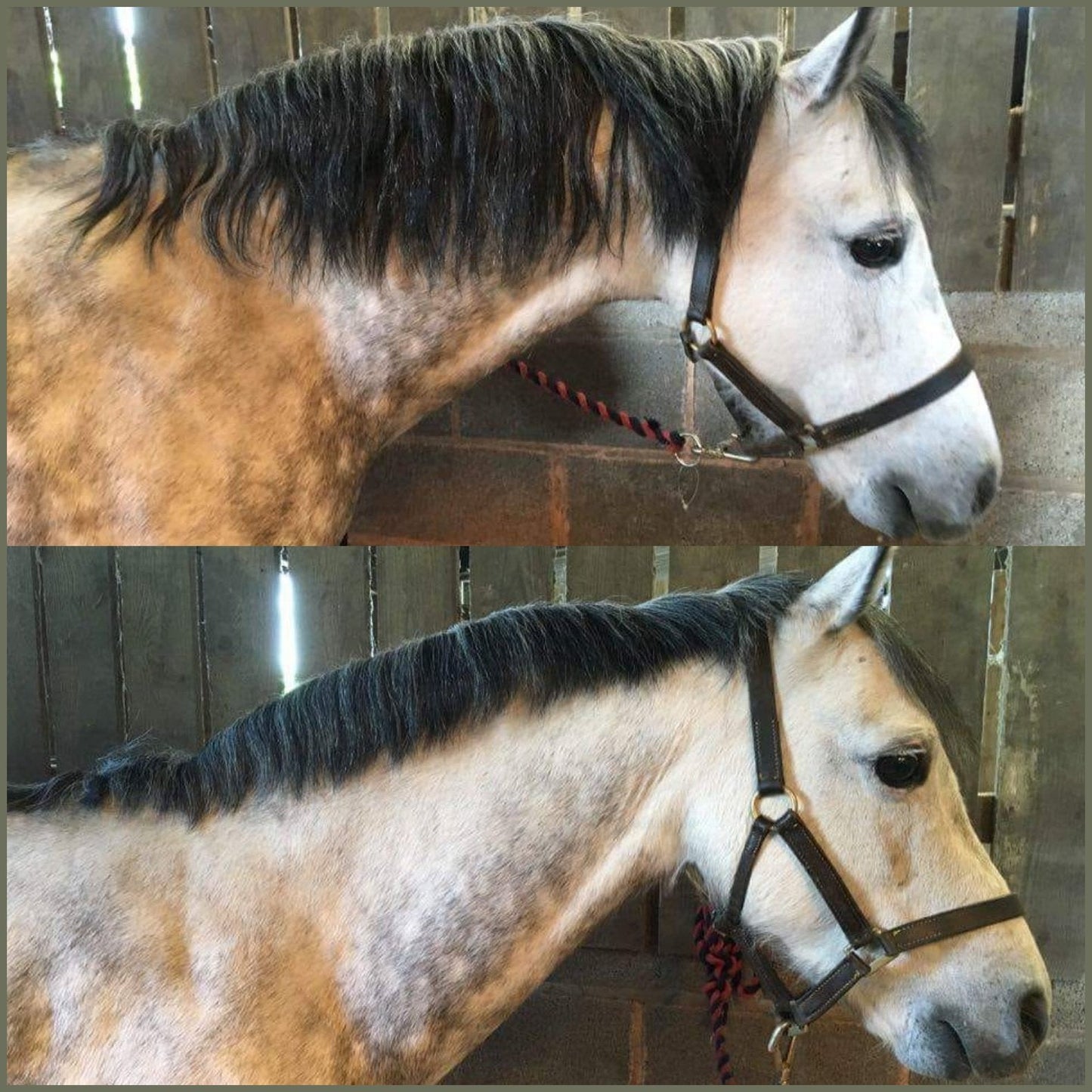 Smart Grooming Mane thinner